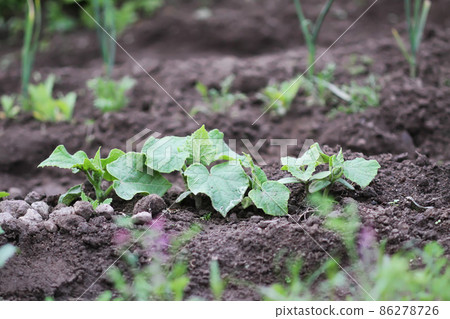 Weeding in kitchen garden. Young vegetables 86278726