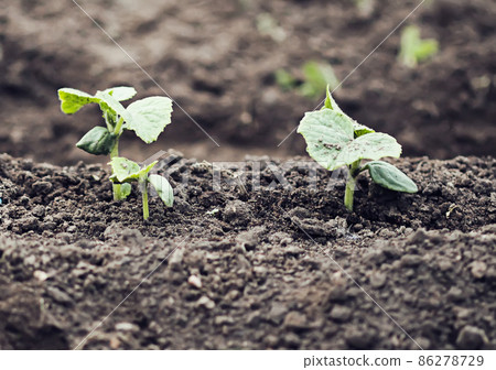 Weeding in kitchen garden. Young vegetables 86278729