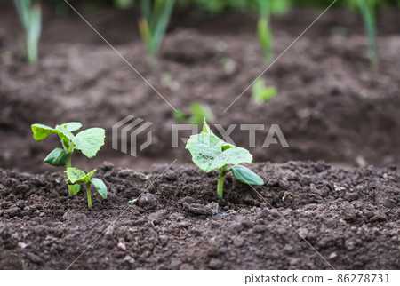 Weeding in kitchen garden. Young vegetables Weeding in kitchen garden. Young vegetables 86278731