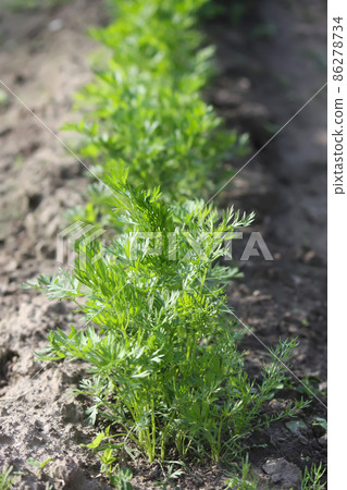 Carrots growing in garden 86278734