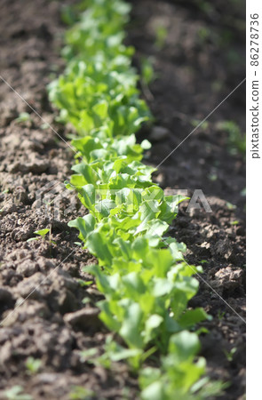 Greenery growing in garden. 86278736