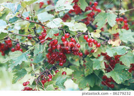Bush of red currant in a garden. Bush of red currant in a garden. 86279232
