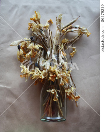 Dried daffodils flowers 86279259