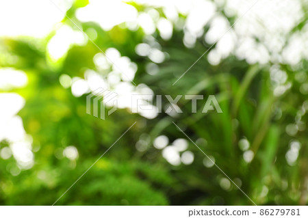 Blurred view of green plants as background, bokeh effect 86279781