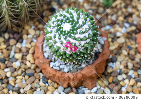 close up big cactus on the rock in garden 86280099