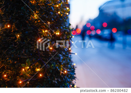 Evergreen plant and city street at Christmas Evergreen plant and city street at Christmas 86280482
