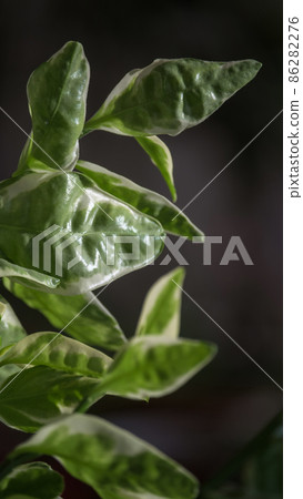 Home plant with white green leaves, pedilanthus tithymaloides, selective focus 86282276