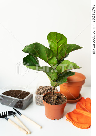 Accessories for transplanting a flowerpot-ficus lyrata. Potted home plant ficus lyrata. Home gardening. Plants that are air purifiers. 86282763