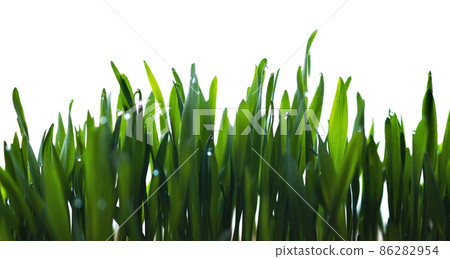 Green grass on white isolated background, close up Green grass on white isolated background, close up 86282954