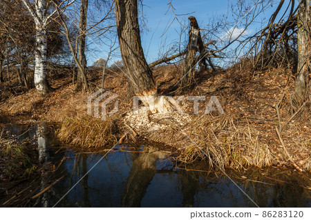 Beavers nibbled the trunk of a tree. Beavers nibbled the trunk of a tree. 86283120