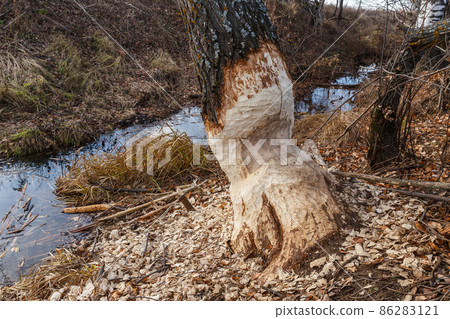 Beavers nibbled the trunk of a tree. 86283121