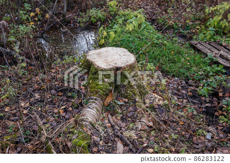 Aspen stump in the forest 86283122
