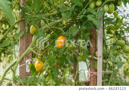 Tomato growing in greenhouse Tomato growing in greenhouse 86283123