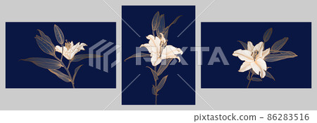 A set of frames with golden metallic lily flowers linear drawings with white flower heads on deep blue. Design for print, poster, invitation, postcard and packaging. A set of frames with golden metallic lily flowers linear drawings with white flower heads on deep blue. Design for print, poster, invitation, postcard and packaging. 86283516