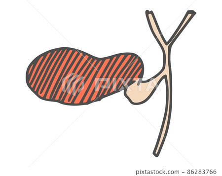 gallbladder human organ drawing. doodle sketch new 86283766