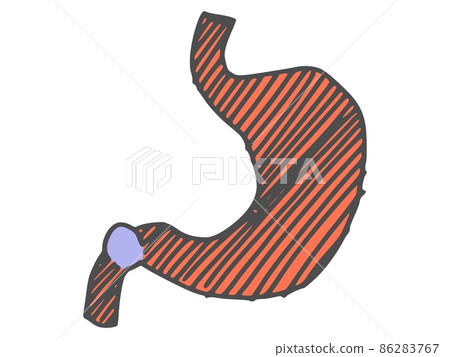 stomach human organ drawing. doodle sketch vector stomach human organ drawing. doodle sketch vector 86283767