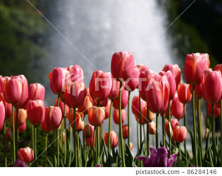 鬱金香 鬱金香 86284146