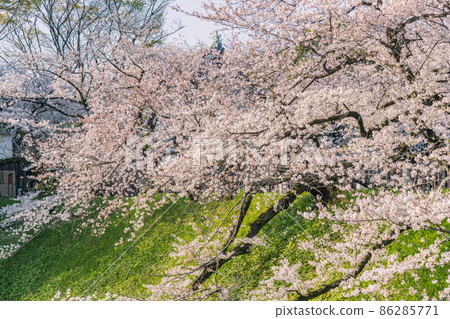 [盛開：千鳥淵的吉野櫻花和多安門] 86285771