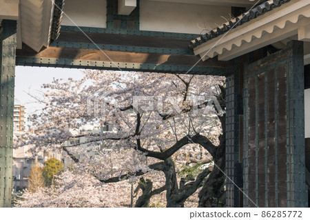 [盛開：千鳥淵的吉野櫻花和多安門] 86285772