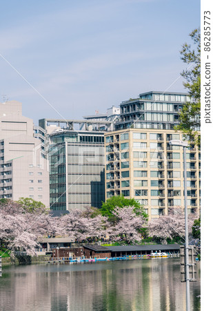 [Full bloom, Yoshino cherry tree and building in Chidorigafuchi] 86285773