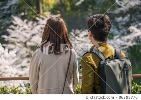 [Couple enjoying Chidorigafuchi's Yoshino cherry tree in full bloom] 86285776