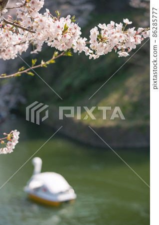 [Full bloom: Enjoy Yoshino cherry tree in Chidorigafuchi from a boat] 86285777