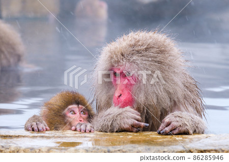 Jigokudani Yaen-Koen Monkey (Snow Monkey) Jigokudani Yaen-Koen Monkey (Snow Monkey) 86285946