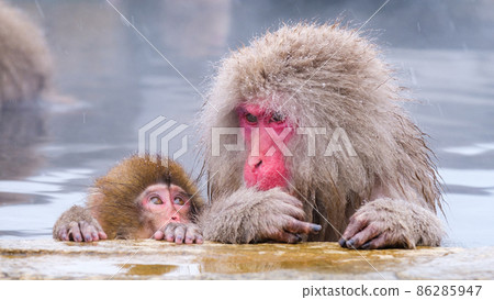 Jigokudani Yaen-Koen Monkey (雪猴) 86285947