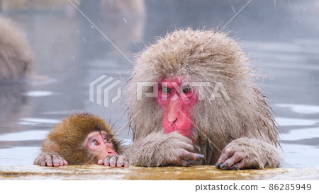 Jigokudani Yaen-Koen Monkey (雪猴) 86285949