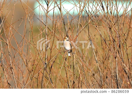Oppe River swan landing site in Kawajima-cho, Hiki-gun, Saitama Prefecture 86286039