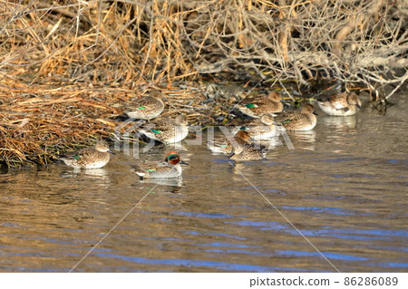 Oppe River Swan Flying Ground in Kawajima-cho, Hiki-gun, Saitama Prefecture A flock of kogamo swimming in the river 86286089