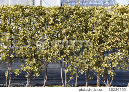 雜色的 Masaki 樹籬、葉子和種子 86286263