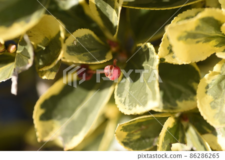 雜色的 Masaki 樹籬、葉子和種子 86286265