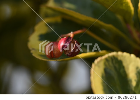 Variegated Masaki hedges, leaves and seeds 86286271