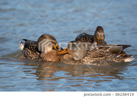 Mallard female 02 playing on the river in early winter 86286419