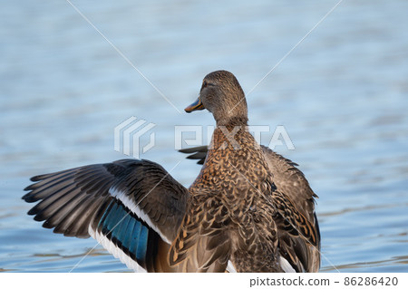 初冬，一隻野鴨雌性拍打翅膀的背 01 86286420