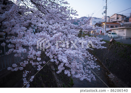 沿河櫻花 86286540