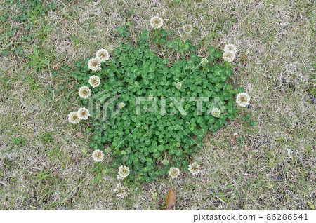 White clover 86286541