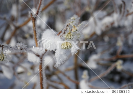 cold morning cold morning 86286555