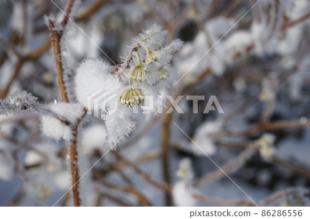 cold morning cold morning 86286556