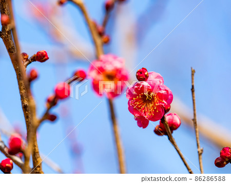 Beautiful plum blossoms that have begun to bloom in the midwinter Beautiful plum blossoms that have begun to bloom in the midwinter 86286588
