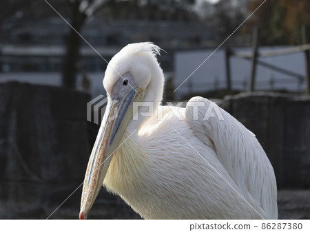 多摩動物園的鵜鶘 多摩動物園的鵜鶘 86287380