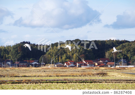 天鵝飛翔的田園風光...島根縣安木市 天鵝飛翔的田園風光...島根縣安木市 86287408