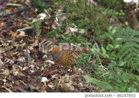 Bamboo partridge walking on fallen leaves 86287602