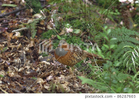 Bamboo partridge walking on fallen leaves 86287603