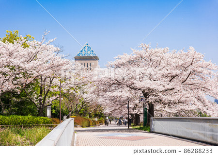 A row of cherry blossom trees in front of the Minami Osawa Campus of Tokyo Metropolitan University A row of cherry blossom trees in front of the Minami Osawa Campus of Tokyo Metropolitan University 86288233