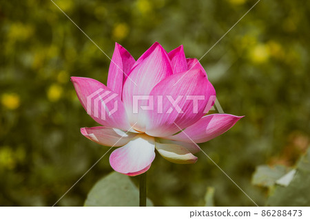 Pink Lotus flower and Lotus flower plants 86288473