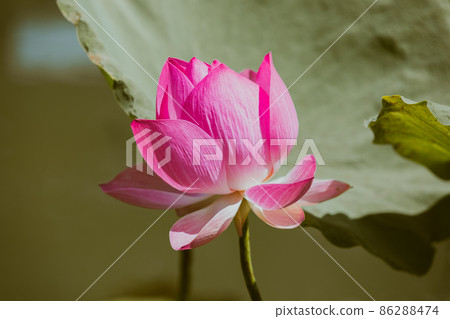 Pink Lotus flower and Lotus flower plants 86288474
