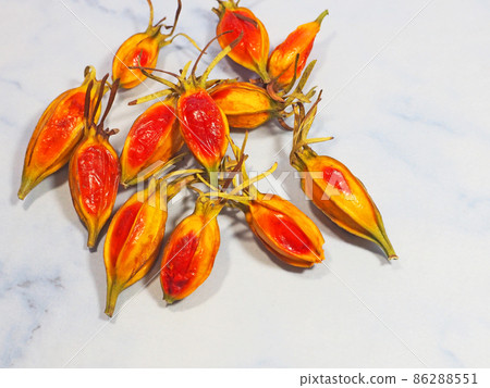 Gardenia fruit of the family Rubiaceae that is colored yellow 86288551