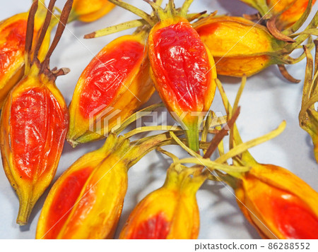 茜草科的梔子果實呈黃色 86288552